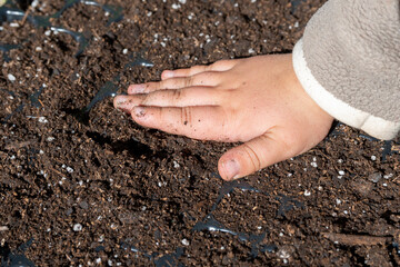 child's hand planting seeds in soil