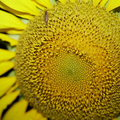 Sunflower pollen and sunflower seeds on adult growing plants