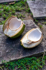 Young fresh coconut cuts in half that can see white color meat which is good to eat for summer.