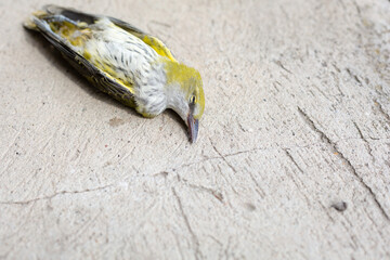 Eurasian golden oriole dead bird (Oriolus oriolus) or simply golden oriole on gray concrete