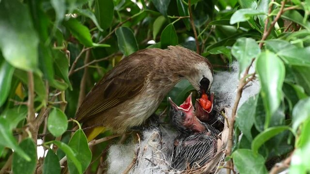 7 day old of baby birds in a nest of yellow-vented bulbul (Pycnonotus goiavier), or eastern yellow-vented bulbul, is a member of the bulbul family of passerine birds in nature at Thailand
