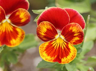 Stoff pro Meter Red yellow pansy flower © jerzy
