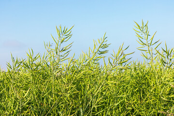 Ripening rapeseed oil crops closeup