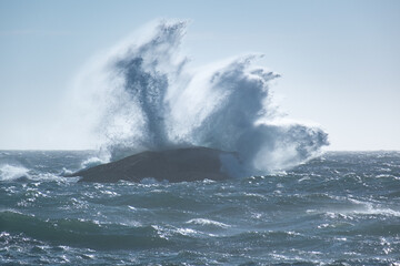 Powerful ocean wave splashing against rocks in the ocean, splashing spray high into the air. Misty, stormy day with high wind.