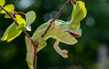 green chameleon