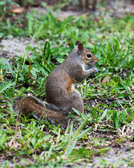 Naklejka na ściany i meble Squirrel Animal Stock Photos. Squirrel sitting in the field on green grass displaying brown fur, body, head, ears, eye, paws, bushy tail, and eating in its habitat and environment.