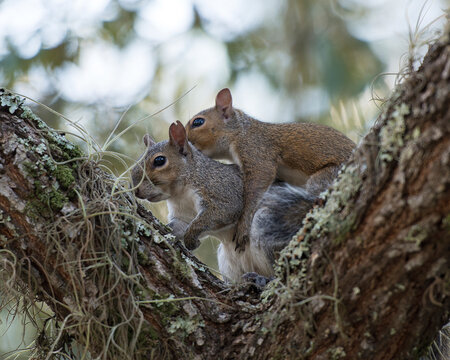 Squirrel Animal Stock Photos.  Squirrels couple mating profile view. Squirrel couple embrassing kissing close-up profile view on a tree in their habitat and environment. Image. Portrait. Picture.