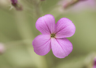 Fototapeta premium close up of pink flowers