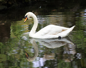 Swan Bird Stock Photos.  White swan bird reflection in the water.