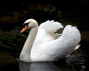 Swan Bird Stock Photos.  White swan bird in the water with a black contrast background.