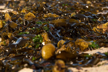 Close up of seaweed lying on the beach. Several different species, brown and green. Shallow depth of field.