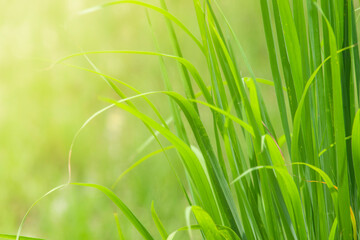 Obraz premium Abstract blurred image of rice seedling leaf green and fresh, and closeup nature view of green leaf on blurred greenery background. Background from rice.