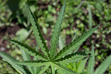 Cannabis Plant Leaf Hemp CBD Marijuana