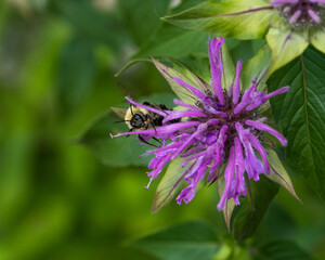 Bumblebee on Bee Balm