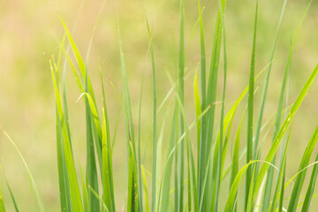 Abstract blurred image of rice seedling leaf green and fresh, and closeup nature view of green leaf on blurred greenery background. Background from rice.