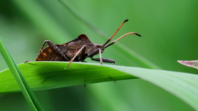 Dock Bugs on a leaf. His Latin name is Coreus marginatus.