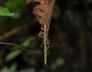 Neuroptera (Puerto Quito- Ecuador)