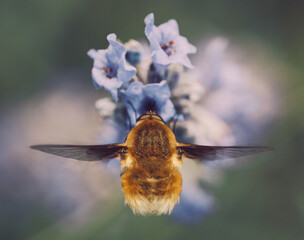 bee in flight