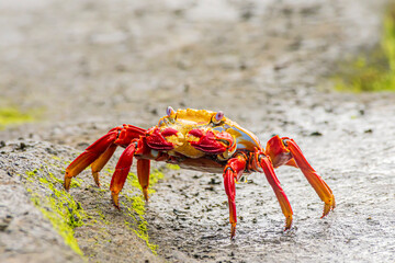  Sally lightfoot crab Graspus graspus Santiago Island Galapagos Islands