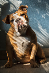 Brown and white female english bulldog sat on the floor with shadows coming through the window