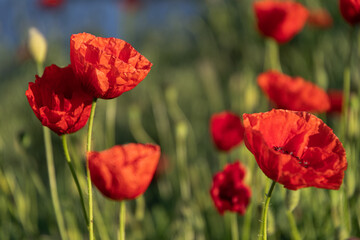 Red poppies in the meadow sunny day in the park.