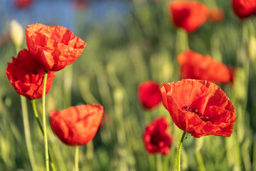 Red poppies in the meadow sunny day in the park.