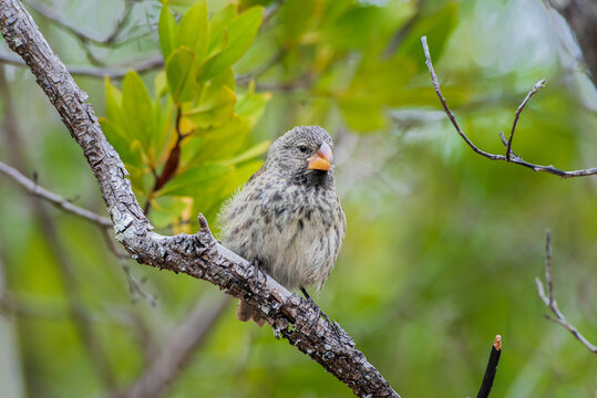 Medium Ground Finch Geospiza fortis Female Santiago Island Galapagos