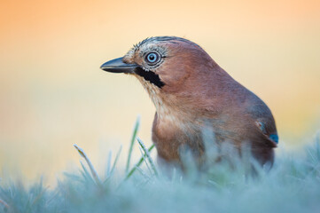 Jay in grass on yellow background 