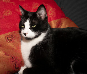 Tuxedo cat portrait in front of silk pillow