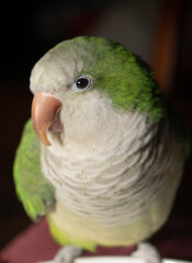 Portrait of a Quaker Parrot