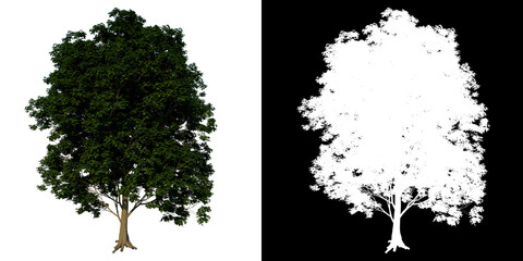 Front view tree (Common Maple 3) white background alpha png 3D Rendering Ilustracion 3D