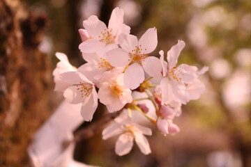 Obraz premium 開花した桜