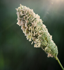 natural cotton candy