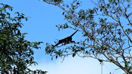spider monkey swinging from tree to tree