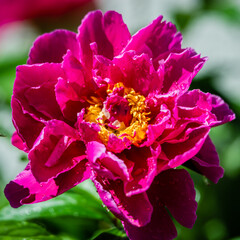 Red peony flowers in the garden 