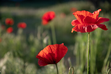 Field poppy in the morning light on a summer day in the park.