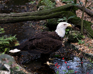 Bald Eagle Stock Photos.  Bald Eagle close-up profile view standing in the river with red flowers and foliage background, looking side ways  in its environment and habitat. Image. Portrait. Picture.