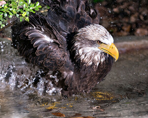 Bald Eagle Photos. Bald Eagle close-up profile view, bathing in the water with splashing water and displaying brown feathers with a foliage background in its environment and habitat.