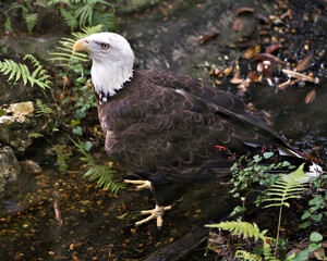 Bald Eagle bird stock photo.  Bald Eagle close-up profile view displaying feathers, white head, eye, beak, talons, plumage, white tail, in its habitat with foliage background and foreground. Image. 