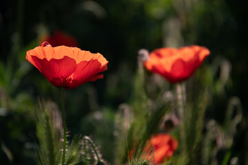 Field poppy in the morning light on a summer day in the park.