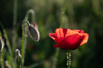 Red poppy flower and unopened buds on a sunny day in the garden.
