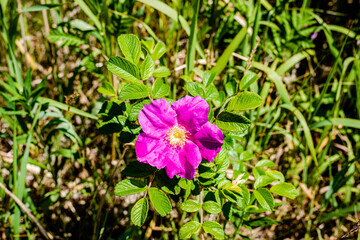 Rose-hip flowers in the meadow 