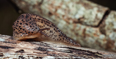 close up of a snail
