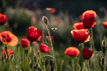 Poppies in the garden at dawn in the sunlight.