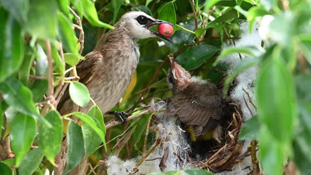 10 day old new born of baby birds in a nest of yellow-vented bulbul (Pycnonotus goiavier), or eastern yellow-vented bulbul, is a member of the bulbul family of passerine birds in nature at Thailand