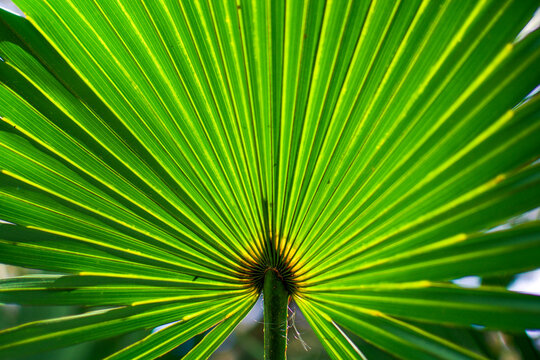 Palm Leaf | Digital Image Print | Green | Tropical | Cumberland Island | Georgia | Instant Download | Nature Photography | Wall Art