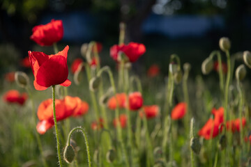 Poppies in the garden at dawn in the sunlight.