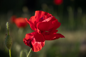 Red poppy flower and unopened buds on a sunny day in the garden.