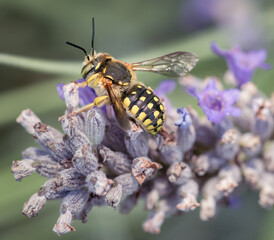 bee on a flower
