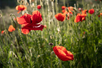Poppies in the garden at dawn in the sunlight.